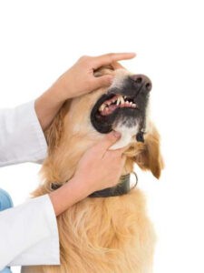 Welkom bij Aware Pet Products 8 gebitsverzorging