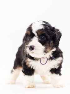 Welkom bij Aware Pet Products 5 puppy