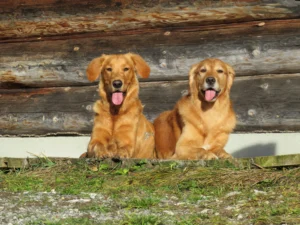 Blog 42 Renzo en Maylo Golden Retriever jachthonden