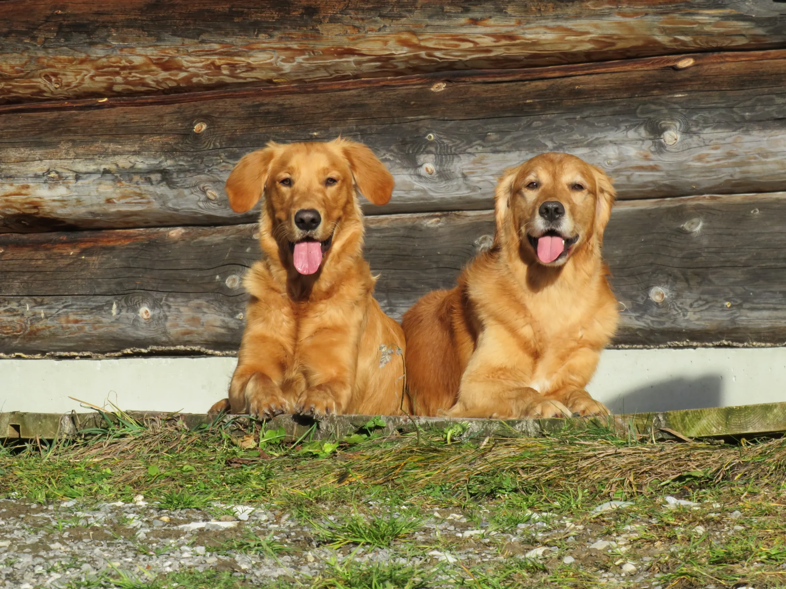 Golden Retriever jachthonden Renzo en Maylo 1 Renzo en Maylo Golden Retriever jachthonden