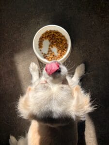 Blog 43 Goed voornemen: Een gezonde hond!