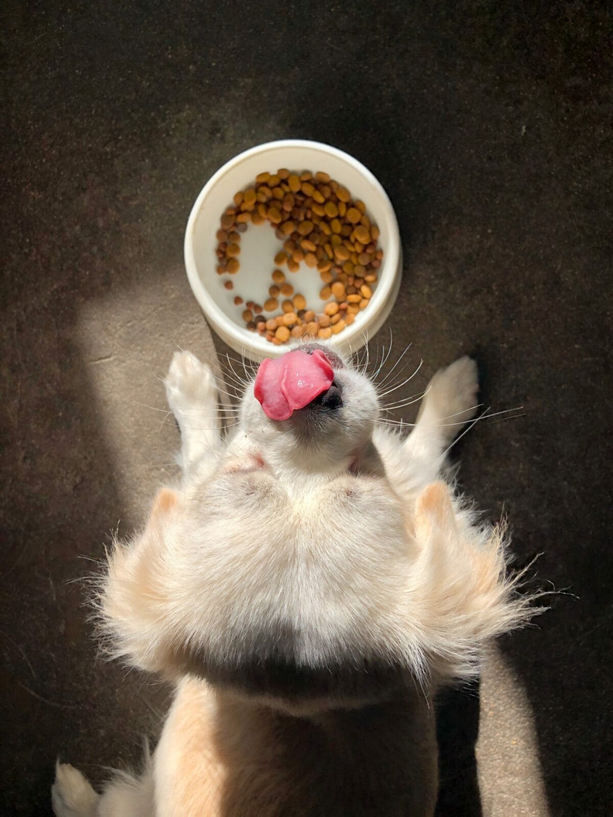 Goed voornemen: een gezonde hond! 1 Goed voornemen: Een gezonde hond!