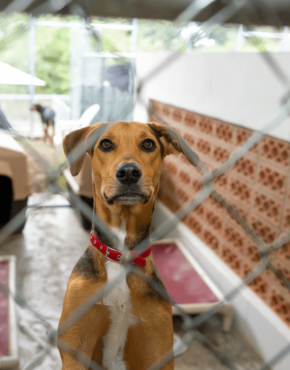 Een hond adopteren uit het buitenland, waar moet ik op letten? 1 Een hond adopteren uit het buitenland