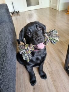 Blog 35 Labrador puppy Mishka