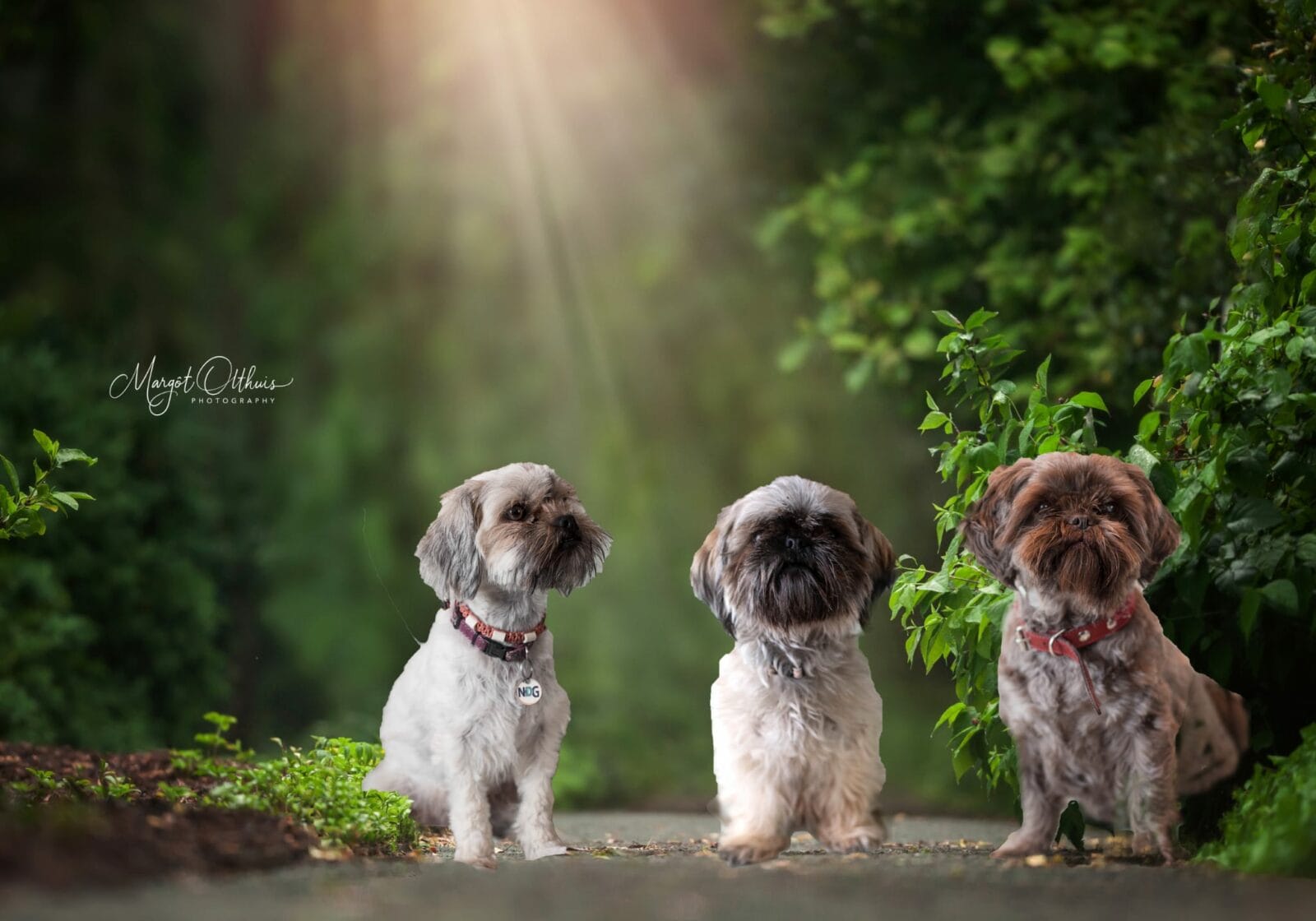 Boomerliefde: in gesprek met een fokker van Boomer puppy's 1 boomer puppy’s