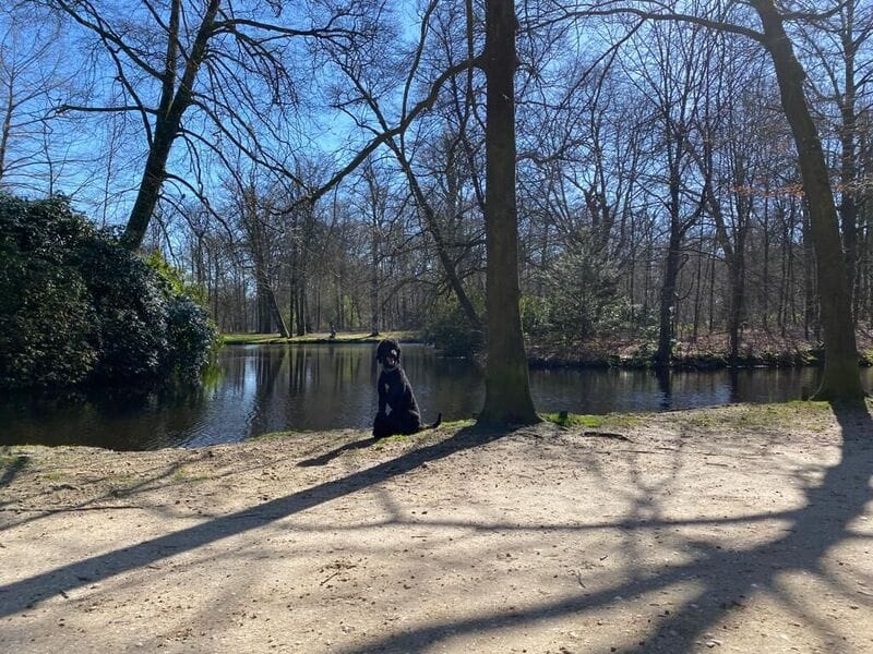 Losloopgebied voor honden Landgoed Groeneveld 