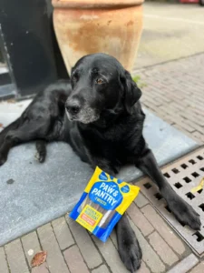 Blog 33 Oude labrador Jop