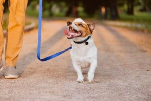 Jouw Perfecte Hondenoppas: Hoe Vind Je De Ideale Uitlaatservice Of Opvangadres Voor Jouw Hond? 2 dreamstime m 113150825