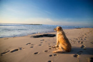 Blog 32 lazy
