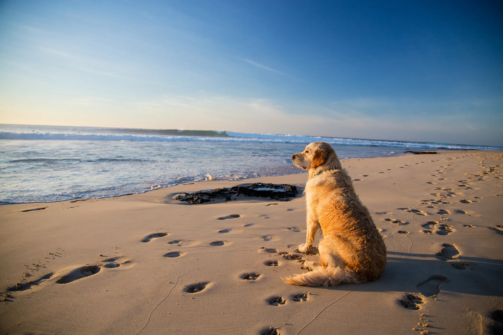 Met Je Hond Op Vakantie: De Ultieme Gids voor een Stressvrije Reis 1 lazy