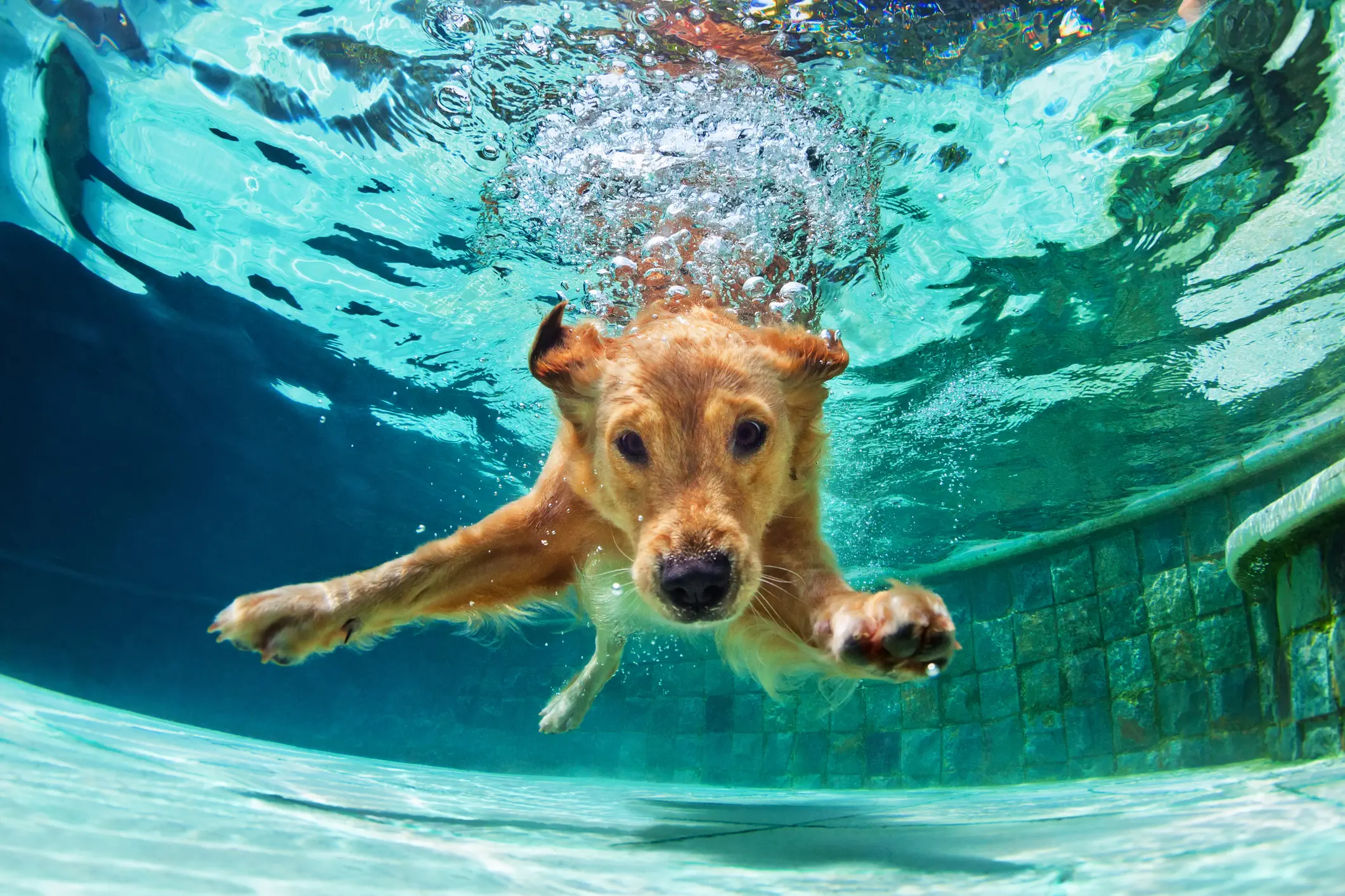 Terug van vakantie met de hond