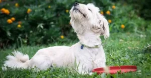 Ontdek waarom honden snuffelen. Een verkenning van de wereld door de neus van je hond 3 234263