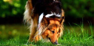 collie dog animal pet preview