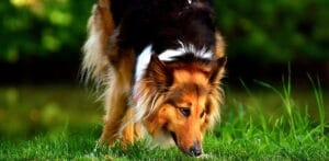Ontdek waarom honden snuffelen. Een verkenning van de wereld door de neus van je hond 2 collie dog animal pet preview