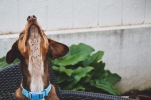 Blog 28 Ontdek waarom honden snuffelen en hoe dit instinctieve gedrag hen helpt de wereld te verkennen, te communiceren en stress te verminderen. Lees onze blog voor inzichten in de wondere wereld van de hondenneus en leer hoe je jouw viervoetige vriend kunt ondersteunen in zijn natuurlijke behoefte aan snuffelen.