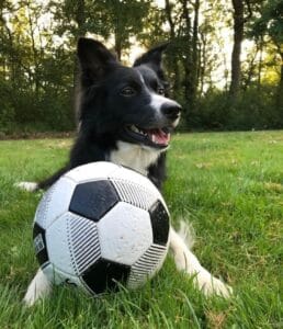 Maandelijks Hondenverhaal: Border Collie Amy 3 5cb86d29 32c3 4d4b b1c6 780db3812778