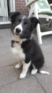 Maandelijks Hondenverhaal: Border Collie Amy 2 77e1118d 06a9 438e 9781 b04a0e717e85