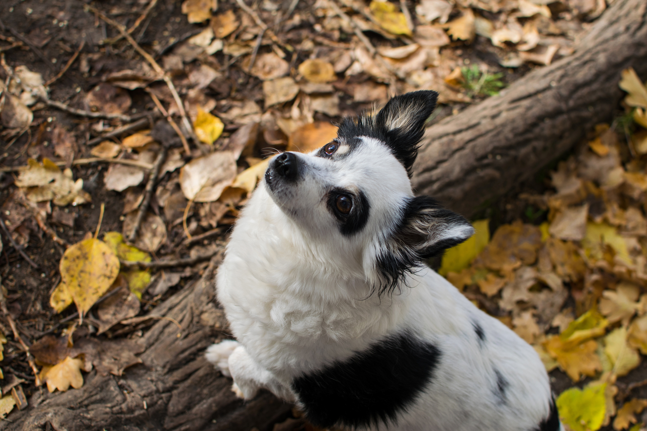 boswandeling met de hond in de herfst