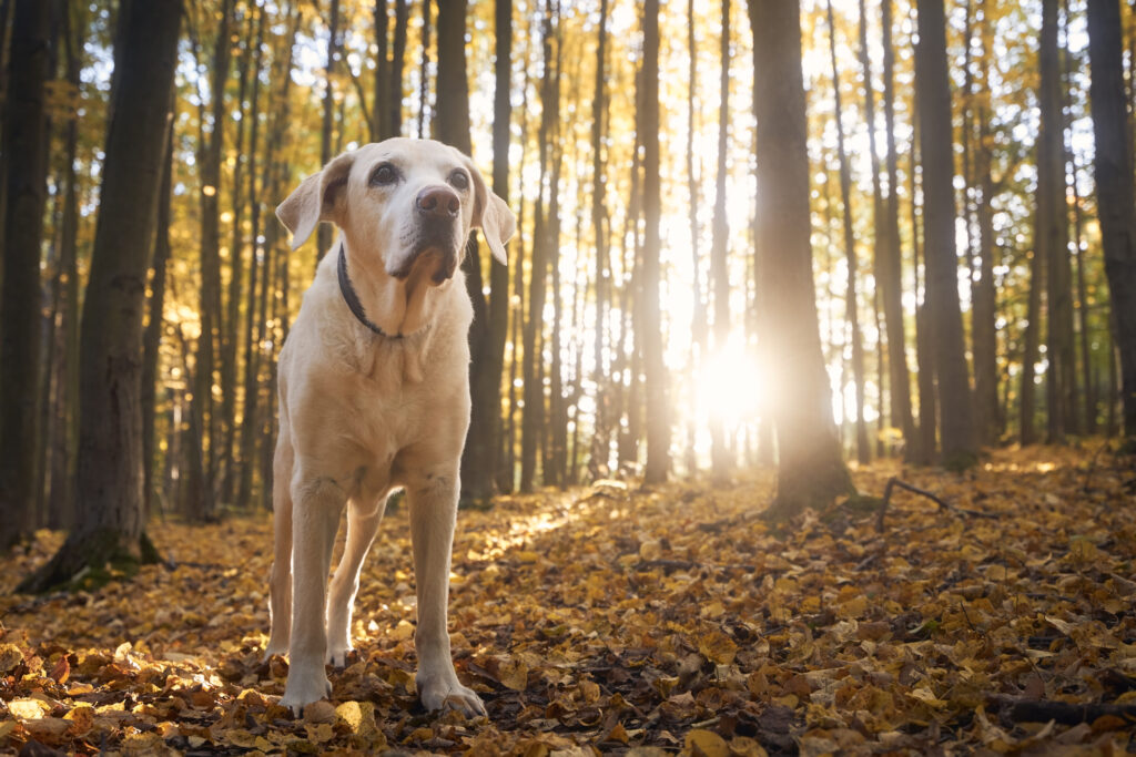 boswandeling met de hond in de herfst 
