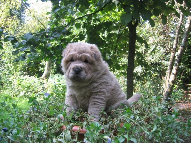 Bear coat Shar-Pei Frommel