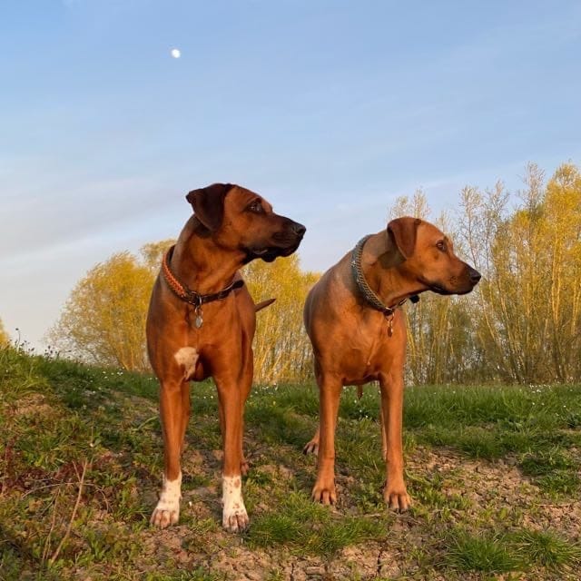 Maandelijks Hondenverhaal: Rhodesian Ridgebacks Zhara en Storm 1 Rhodesian Ridgebacks Zhara en Storm