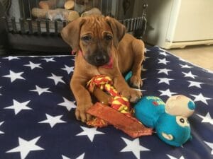 Maandelijks Hondenverhaal: Rhodesian Ridgebacks Zhara en Storm 2 400093788 718067556486292 8920577999771270314 n