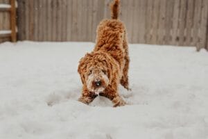 Moet ik mijn hond extra eten in de winter geven?