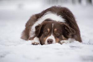 Blog 24 Geef je een hond extra eten in de winter?