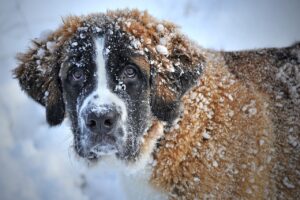 Moet ik mijn hond extra eten in de winter geven?