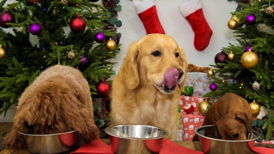 Kerstdiner voor honden
