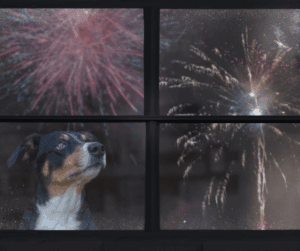 Blog 20 Vuurwerkangst bij honden