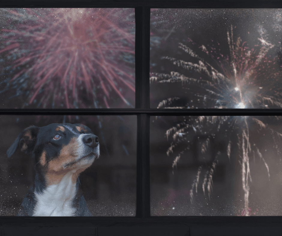 Vuurwerkangst bij honden 1 Vuurwerkangst bij honden