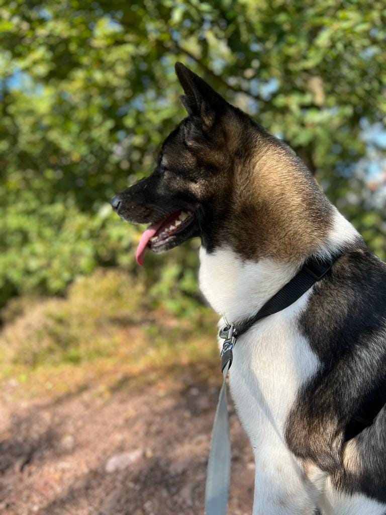 Maandelijks hondenverhaal: De Amerikaanse Akita Kuma 1 Amerikaanse Akita Kuma