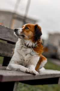 Maandelijks hondenverhaal: Kooikerhondje Heidi 2 Kooikerhondje Heidi