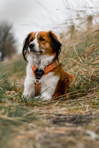 Blog 19 Kooikerhondje Heidi