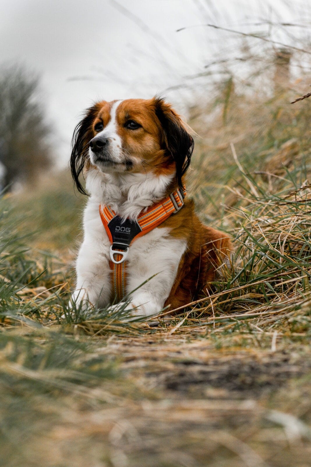 Maandelijks hondenverhaal: Kooikerhondje Heidi 1 Kooikerhondje Heidi