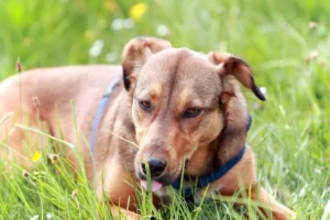Waarom eet mijn hond gras?