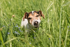 Blog 18 Waarom eet mijn hond gras?