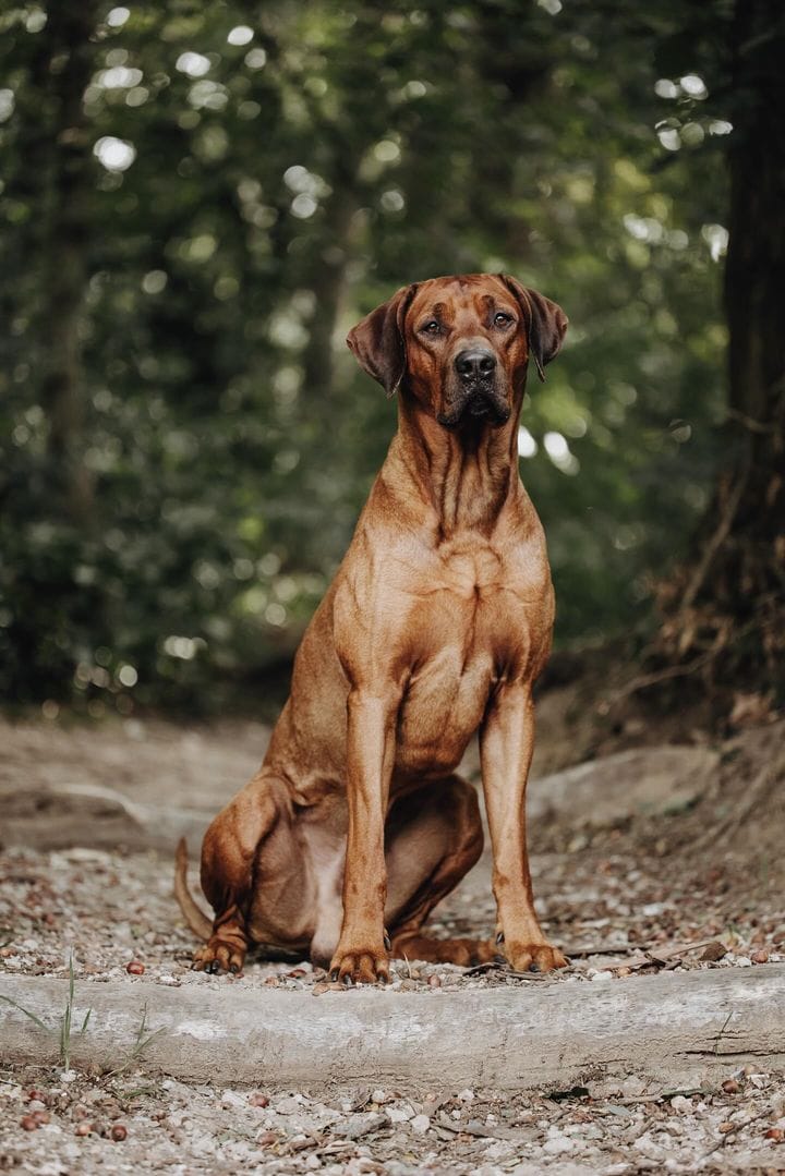 Maandelijks hondenverhaal: Rhodesian Ridgeback Django Flaming Foss 1 Rhodesian Ridgeback Django