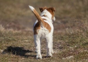 Lichaamstaal van honden