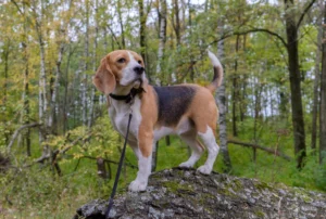 Blog 13 Beagle Bowie