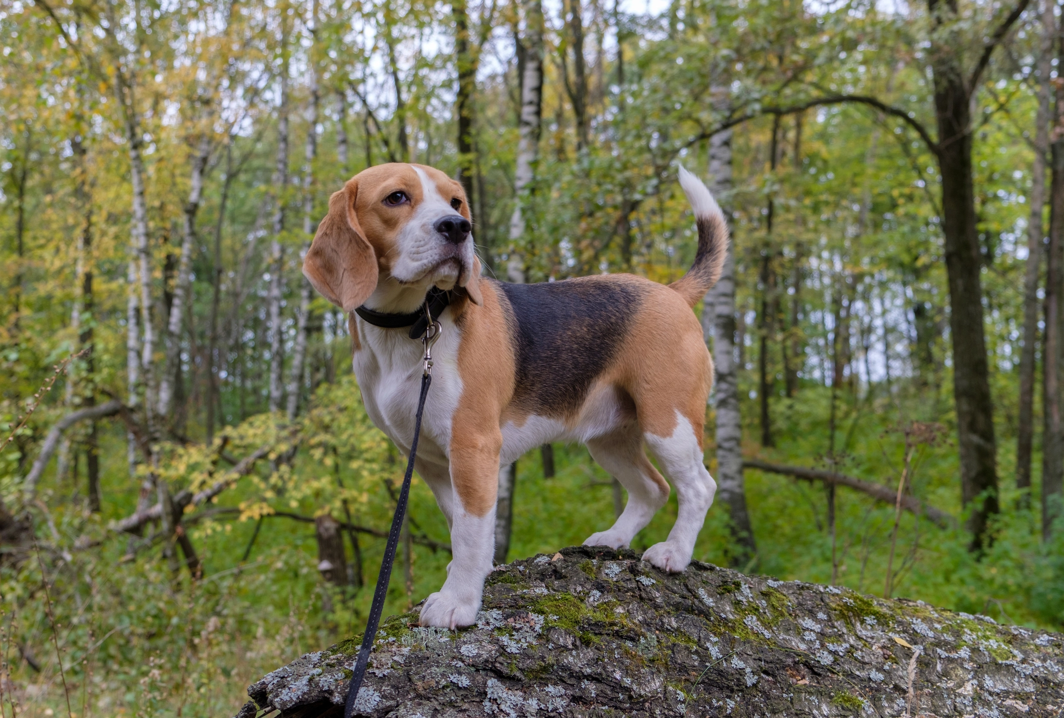 Beagle Bowie