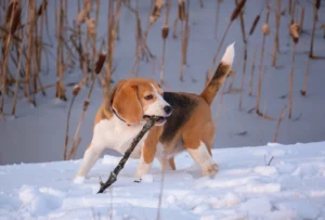 Beagle bowie sneeuw