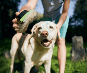 Blog 12 Verzorging van de vacht van je hond