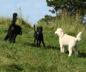 Blog 9 Labradoodle Chase