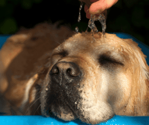 Blog 10 Zomerse verzorging voor honden