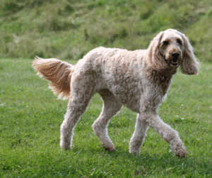 Maandelijks hondenverhaal Labradoodle Chase 2 Labradoodle Chase