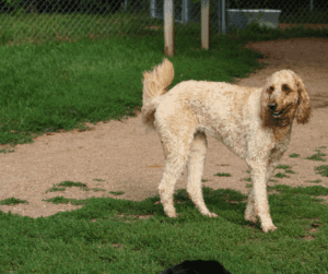 Maandelijks hondenverhaal Labradoodle Chase 3 Aware vachtverzorging 9
