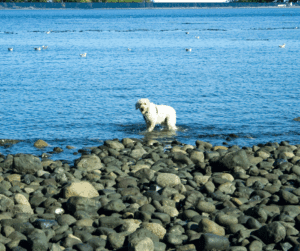Maandelijks hondenverhaal Labradoodle Chase 4 Chase