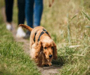 Blog 6 Wandelroutes